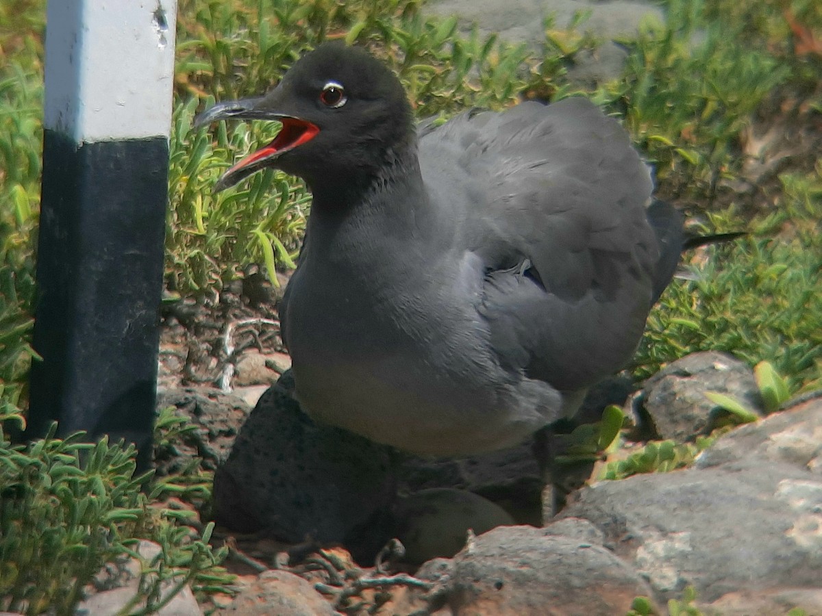 Lava Gull - ML601731751