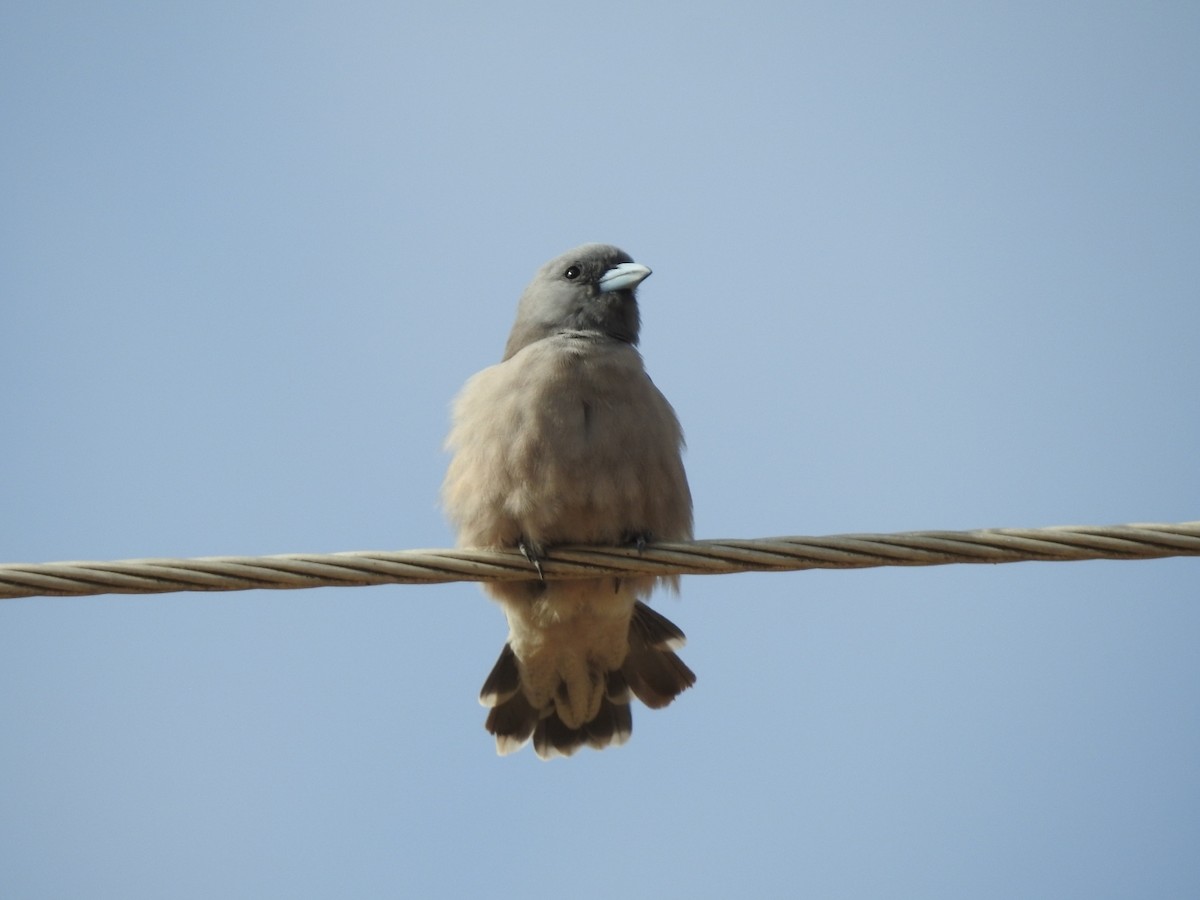 Ashy Woodswallow - ML601731901