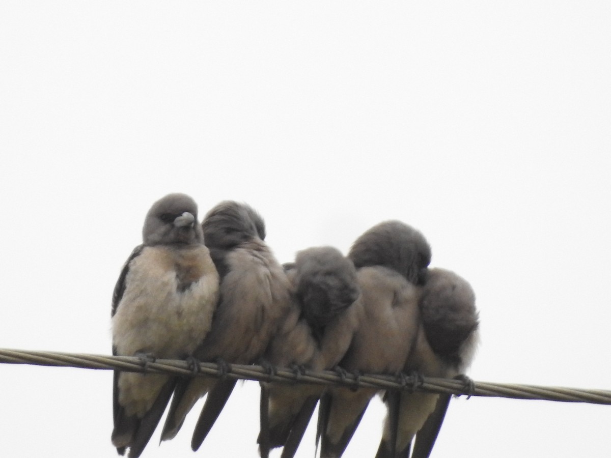 Ashy Woodswallow - ML601731951