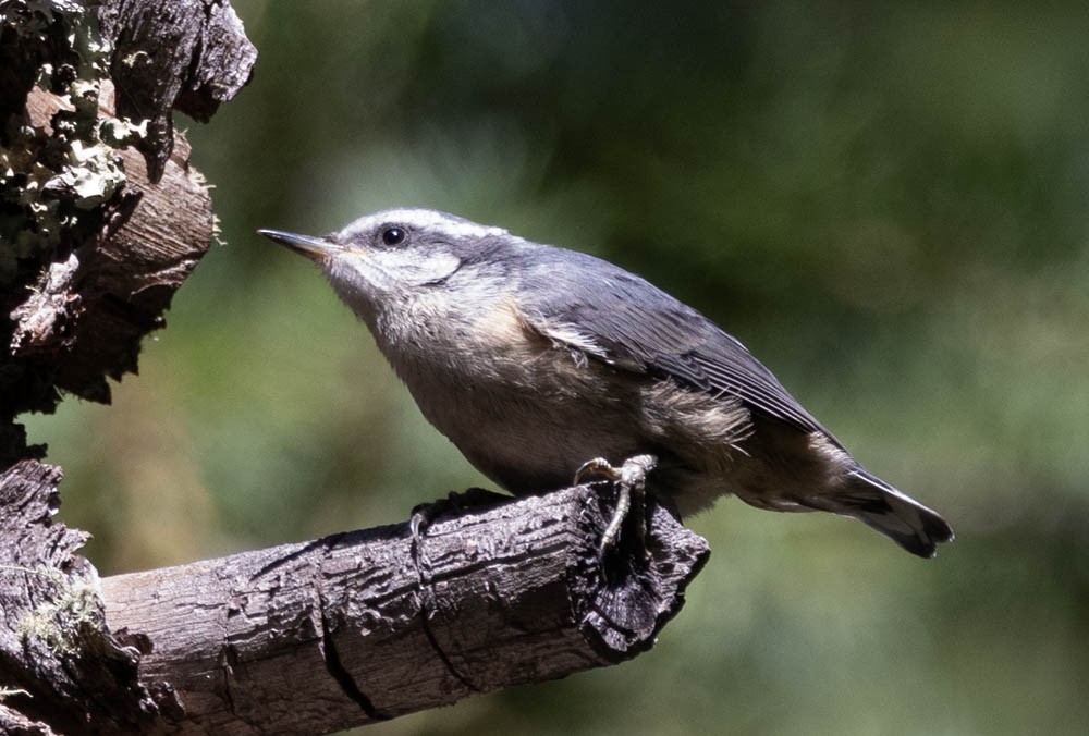 Red-breasted Nuthatch - ML601732341