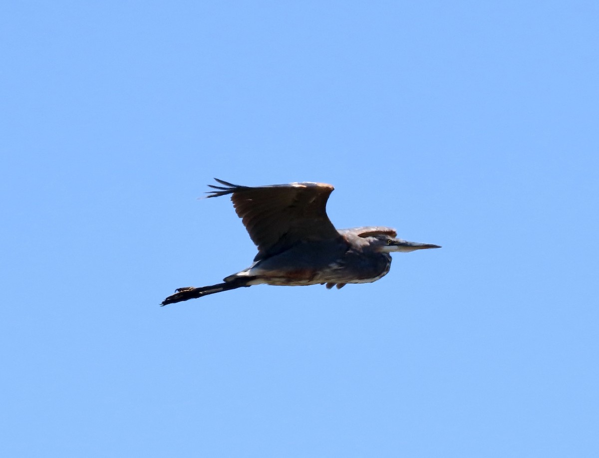 Great Blue Heron - George Chrisman