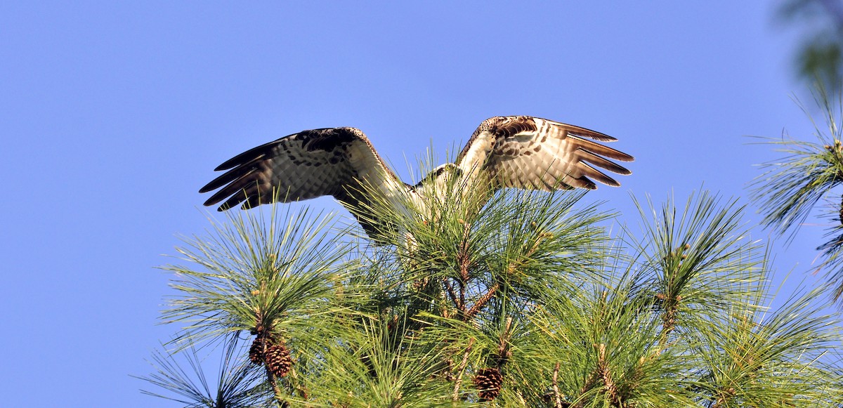 Osprey - Elisabeth Peelor