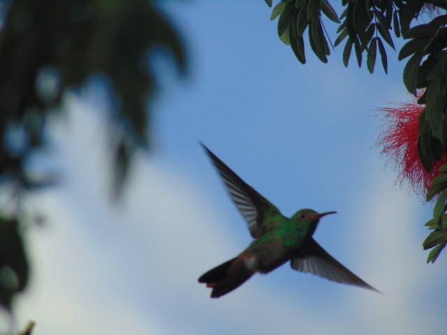 Rufous-tailed Hummingbird - Camilo González