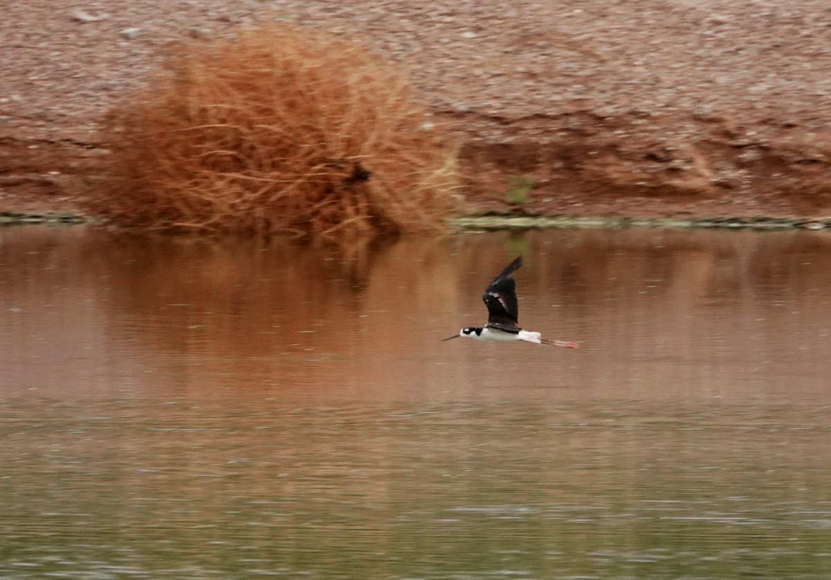 Black-necked Stilt - ML601733601