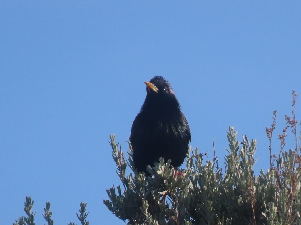 European Starling - JOSE LEONIDAS AREVALO DIAZ