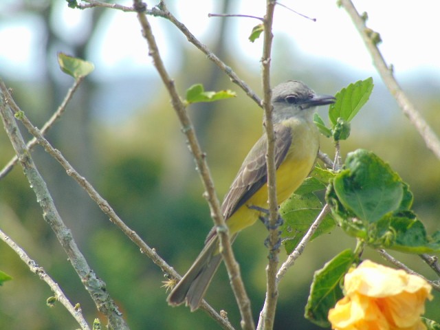 Tropical Kingbird - ML601734421