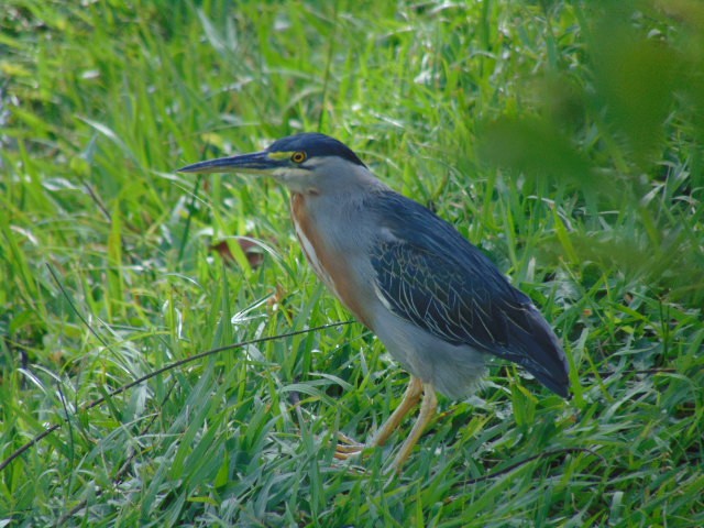 Striated Heron - ML601734661