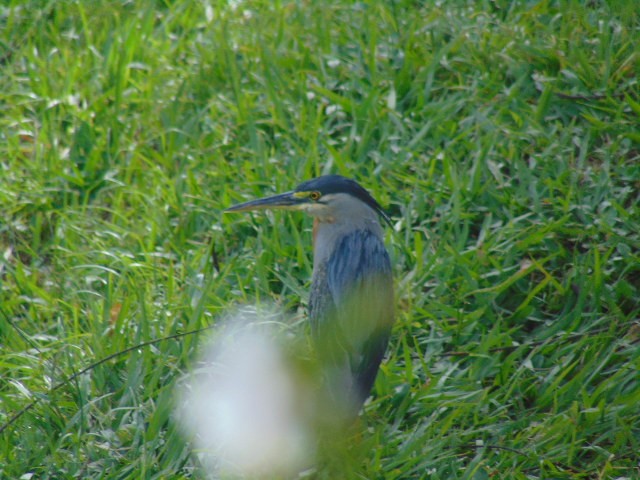 Striated Heron - ML601734791