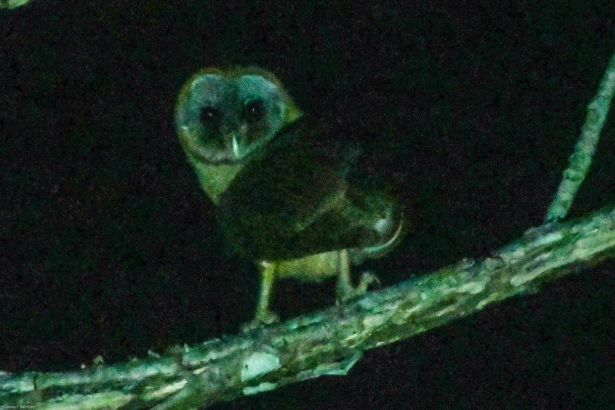 Ashy-faced Owl - ML601734801