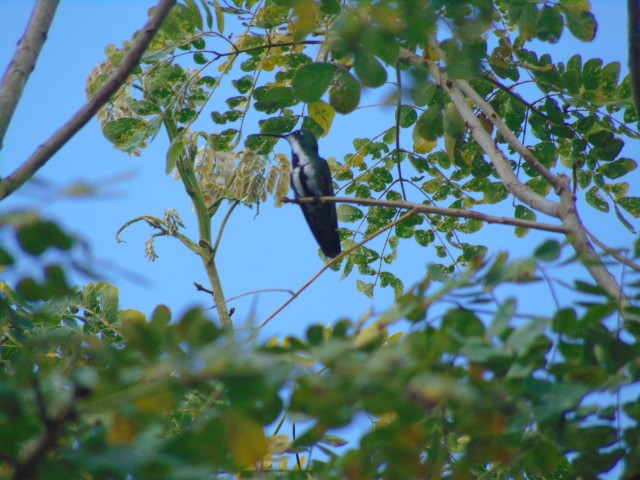 Black-throated Mango - ML601734901