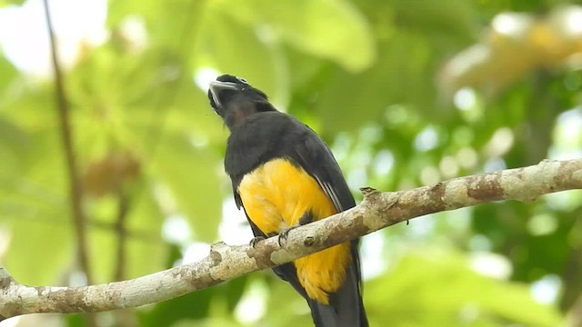 Trogon à tête noire - ML601735021