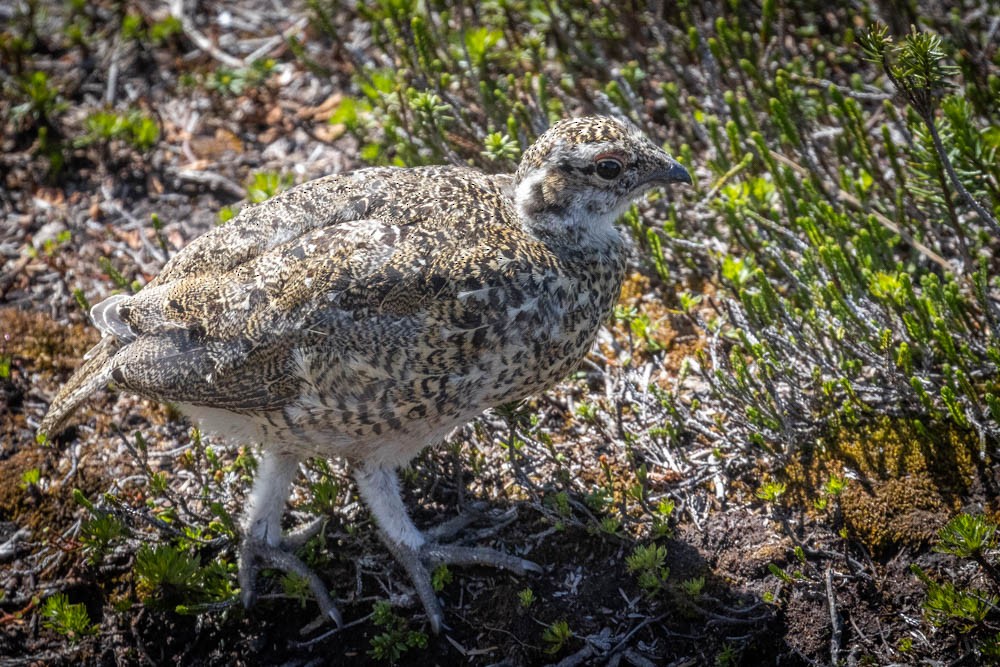 White-tailed Ptarmigan - Skip Russell