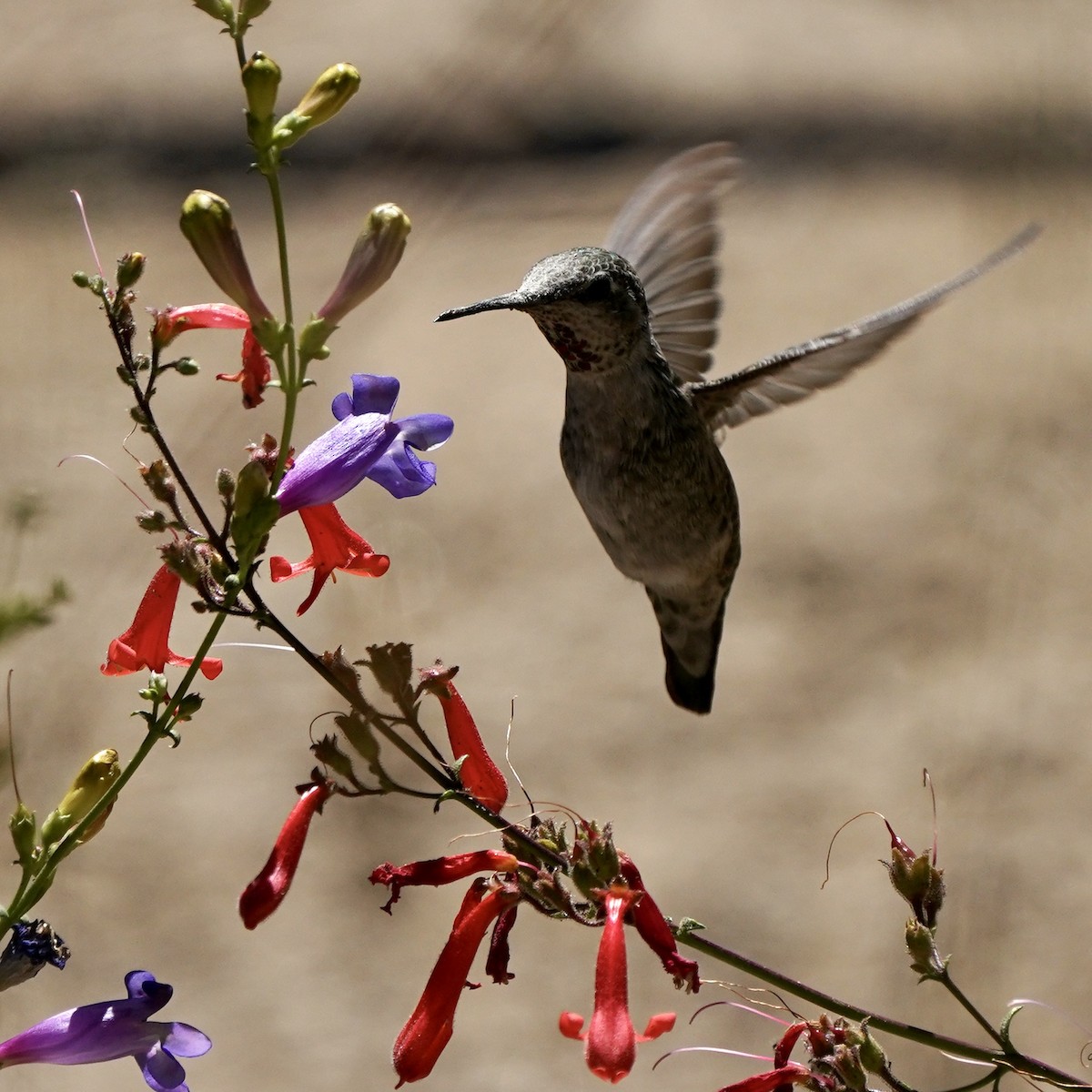 Colibrí de Anna - ML601735251