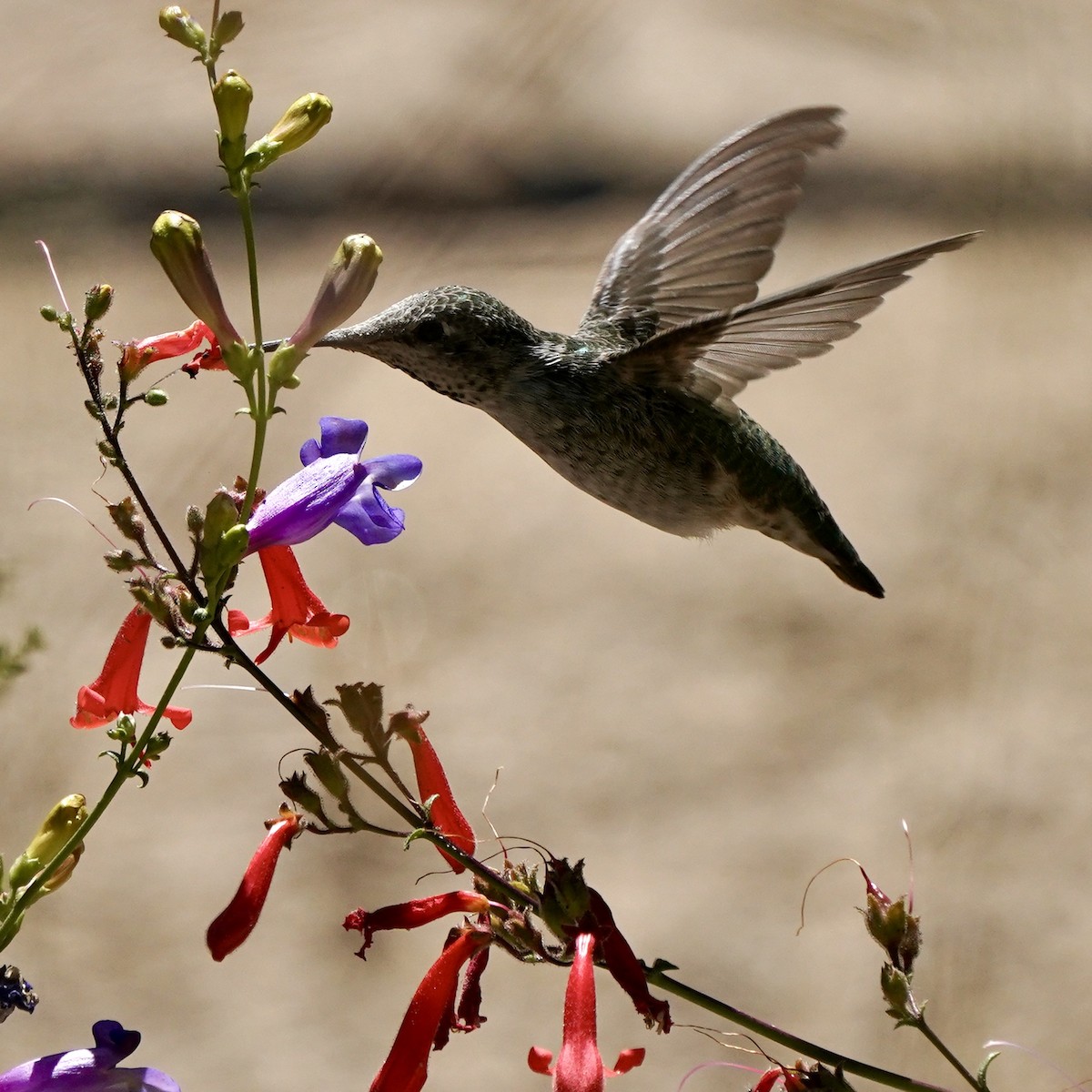 Colibrí de Anna - ML601735421