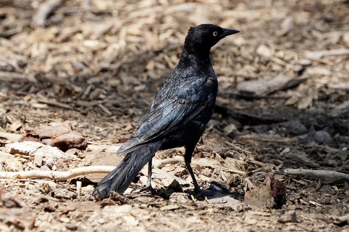 Brewer's Blackbird - ML601735481