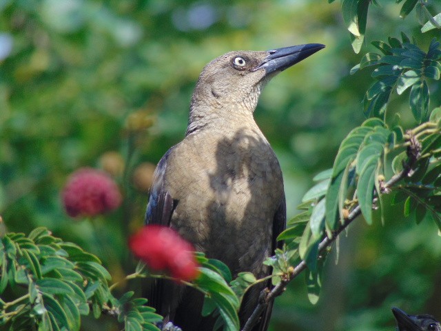 Great-tailed Grackle - ML601735891