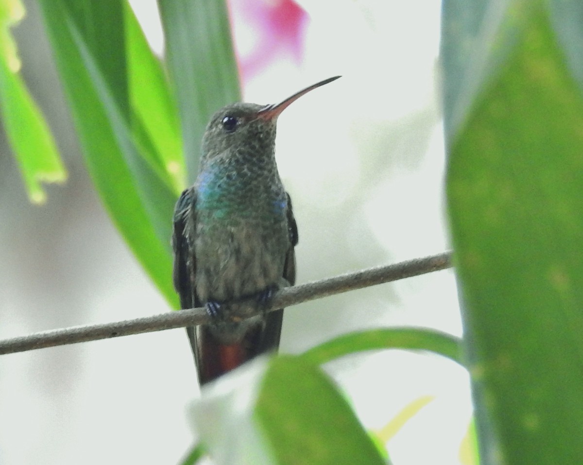 Rufous-tailed Hummingbird - ML601736001