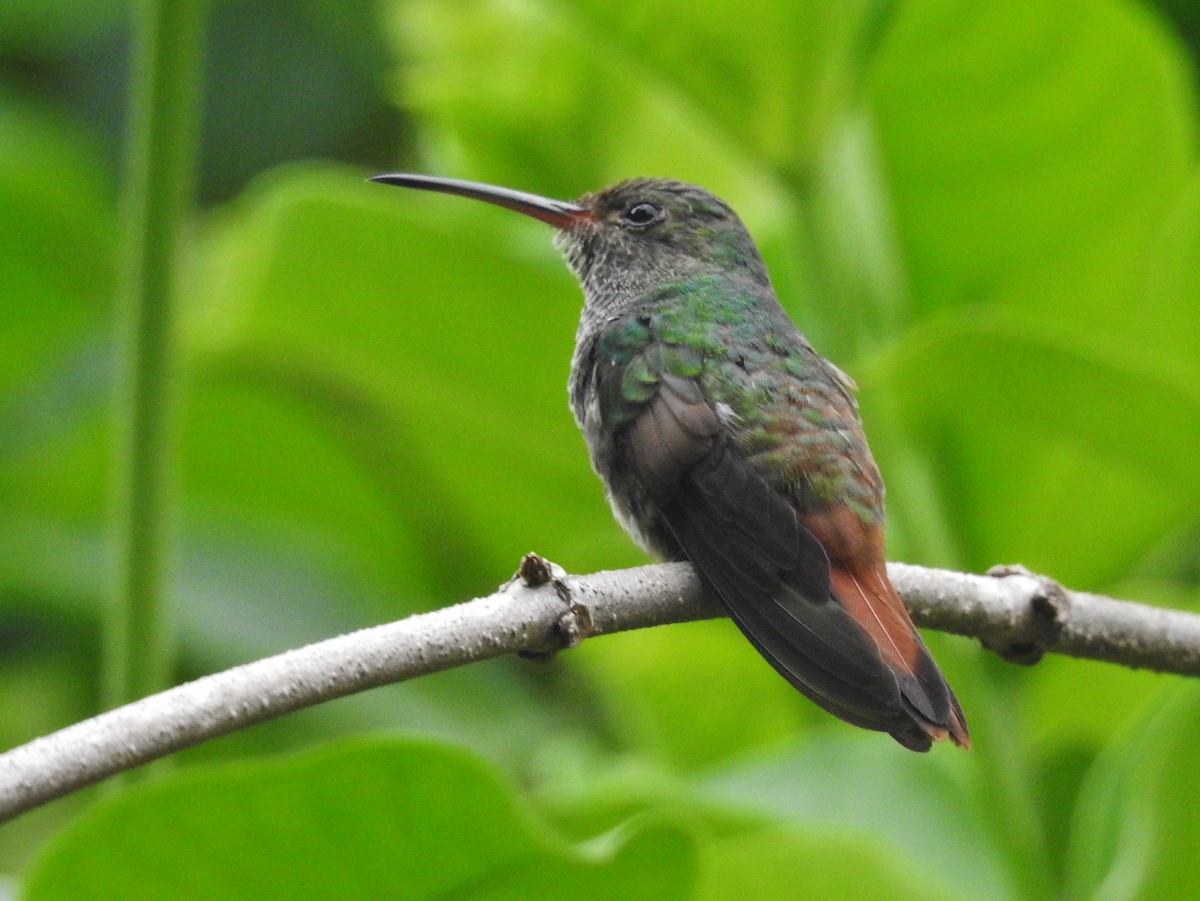 Rufous-tailed Hummingbird - ML601736011