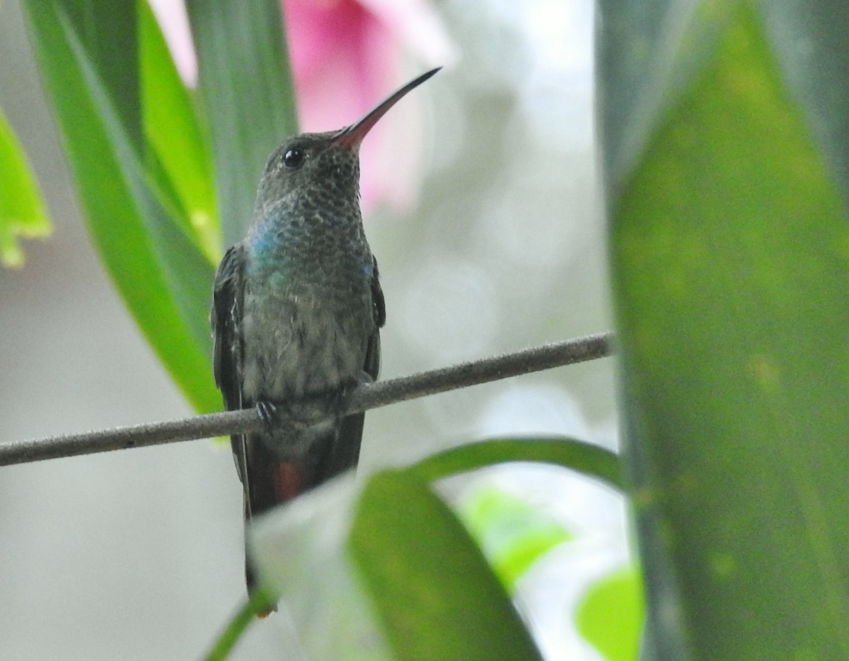 Rufous-tailed Hummingbird - ML601736021