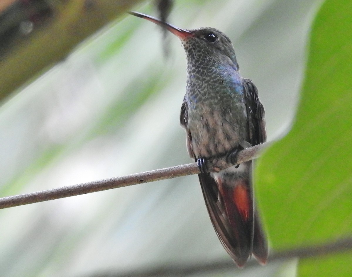 Rufous-tailed Hummingbird - ML601736041