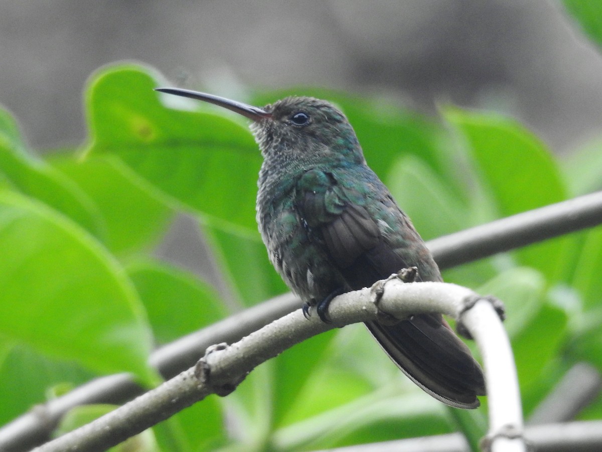 Rufous-tailed Hummingbird - ML601736071