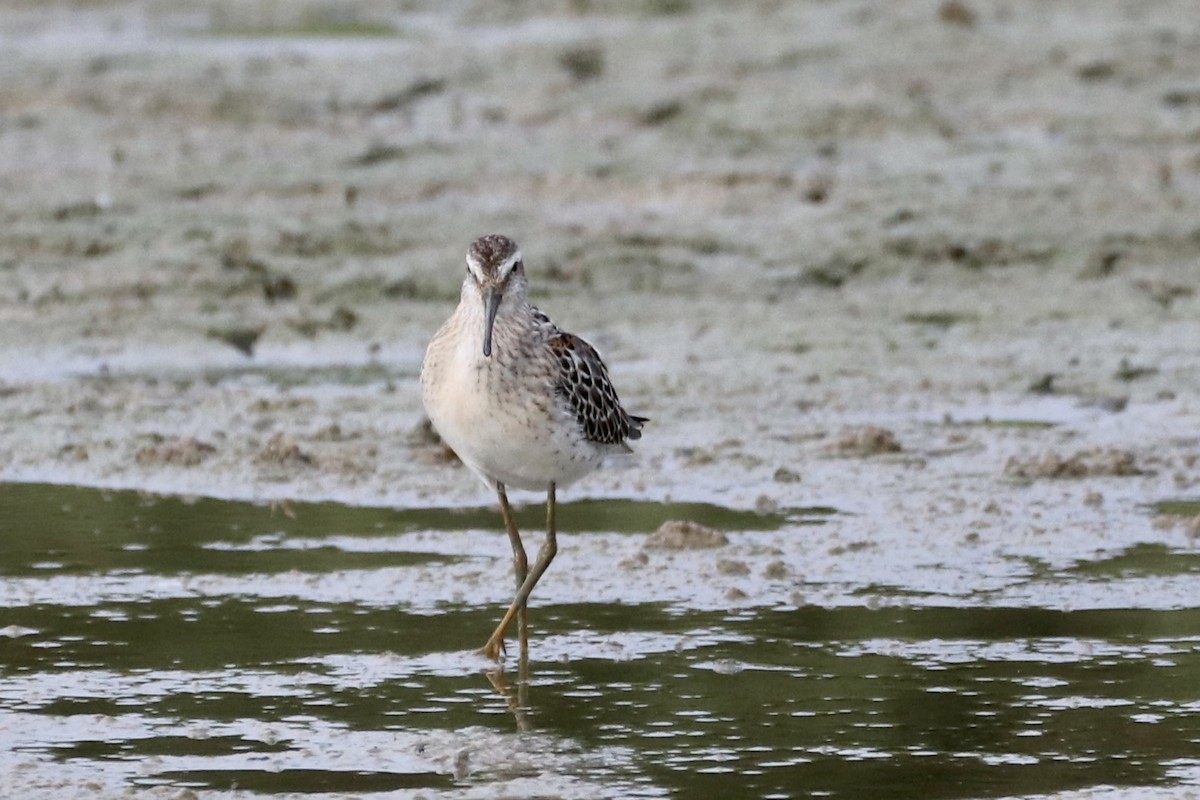 Stilt Sandpiper - ML601738491