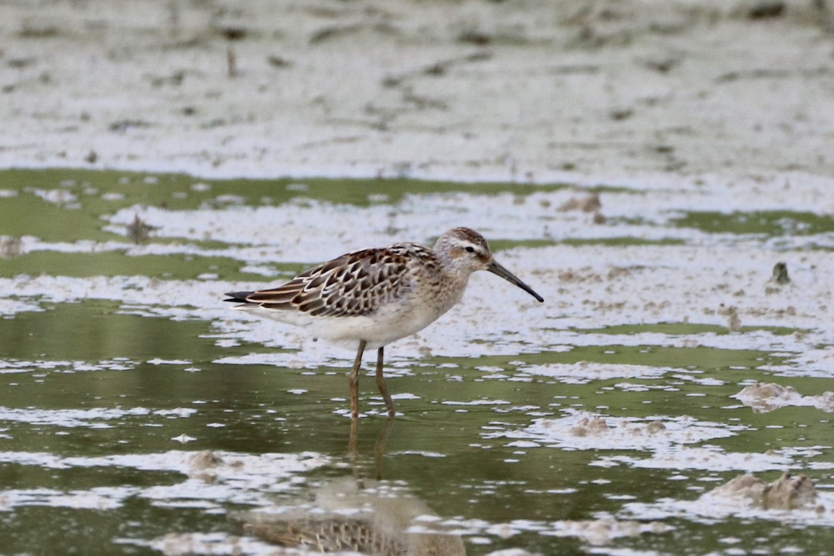 Stilt Sandpiper - ML601738501