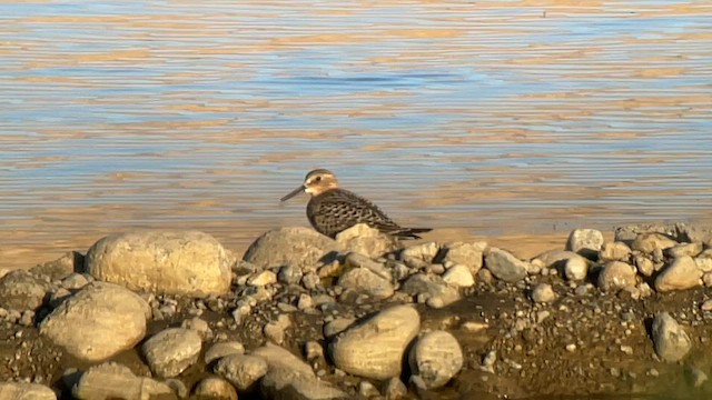 Baird's Sandpiper - ML601739131