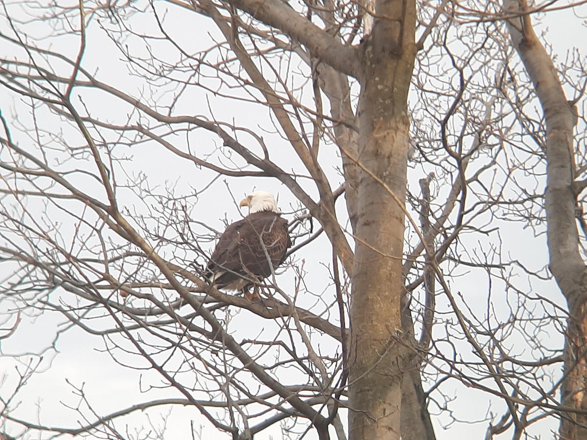 Bald Eagle - ML601739841