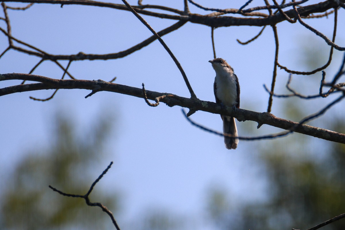 Yellow-billed Cuckoo - ML601739881