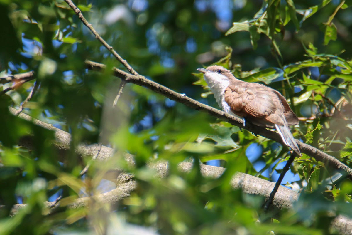 Yellow-billed Cuckoo - ML601739891