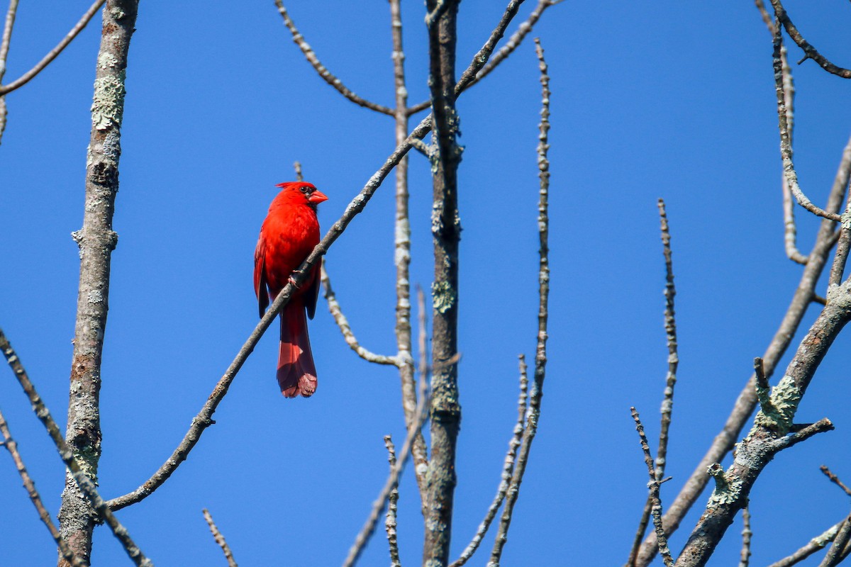 Northern Cardinal - ML601739961