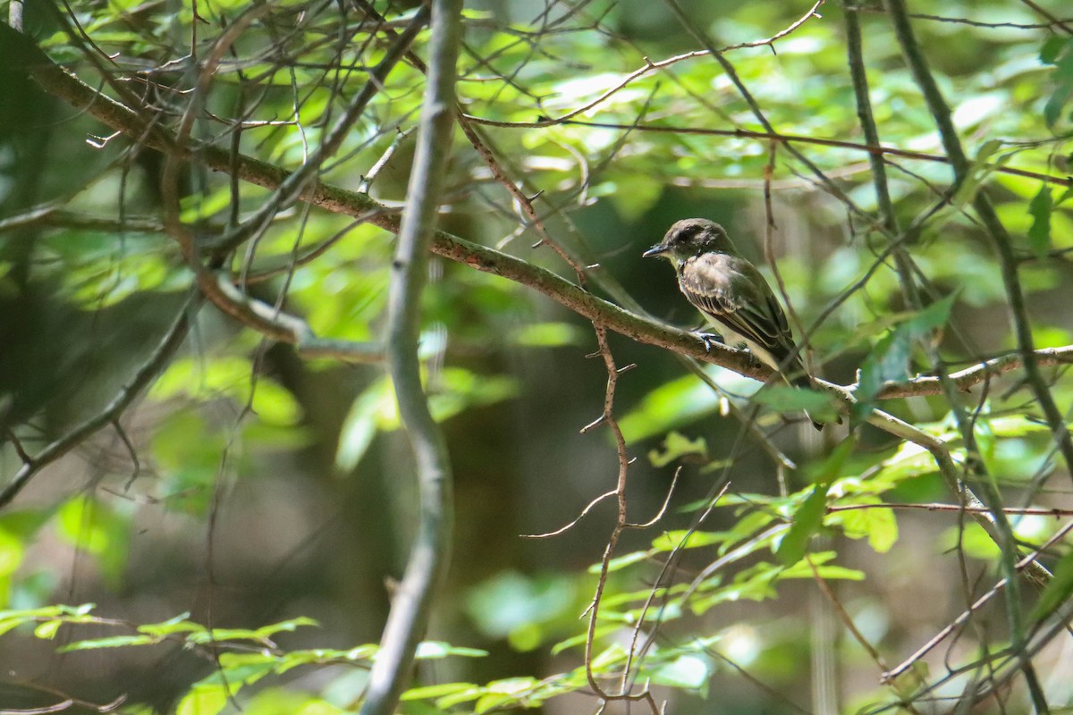 Eastern Wood-Pewee - ML601740041