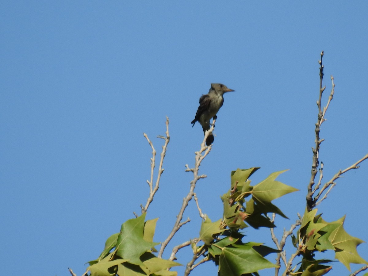 Western Wood-Pewee - ML601740881