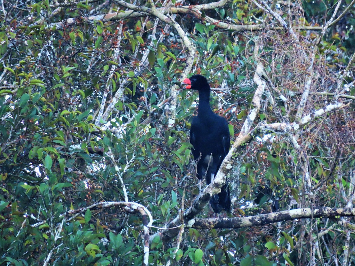 Wattled Curassow - ML601741411