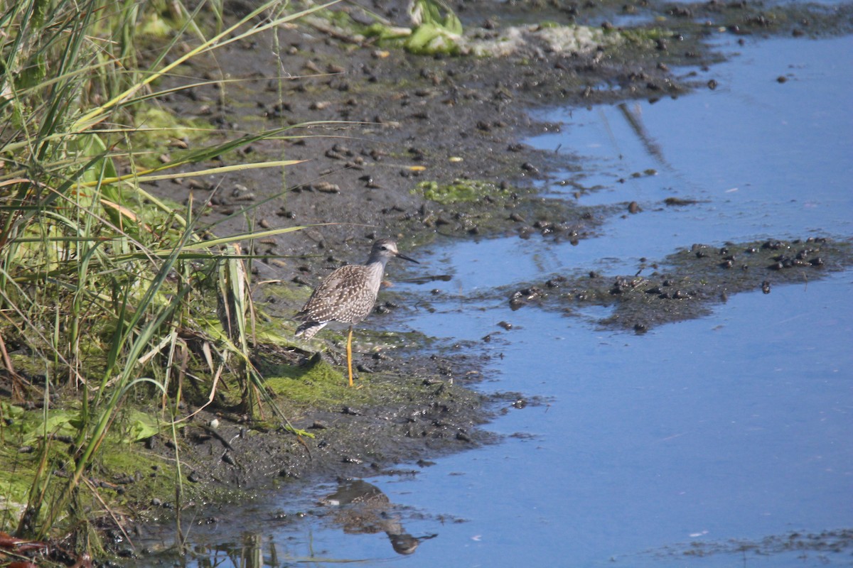 Lesser Yellowlegs - Jim Roberts