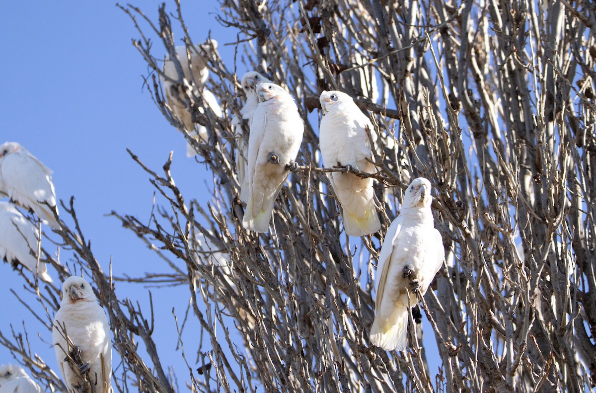 Little Corella - ML601741641