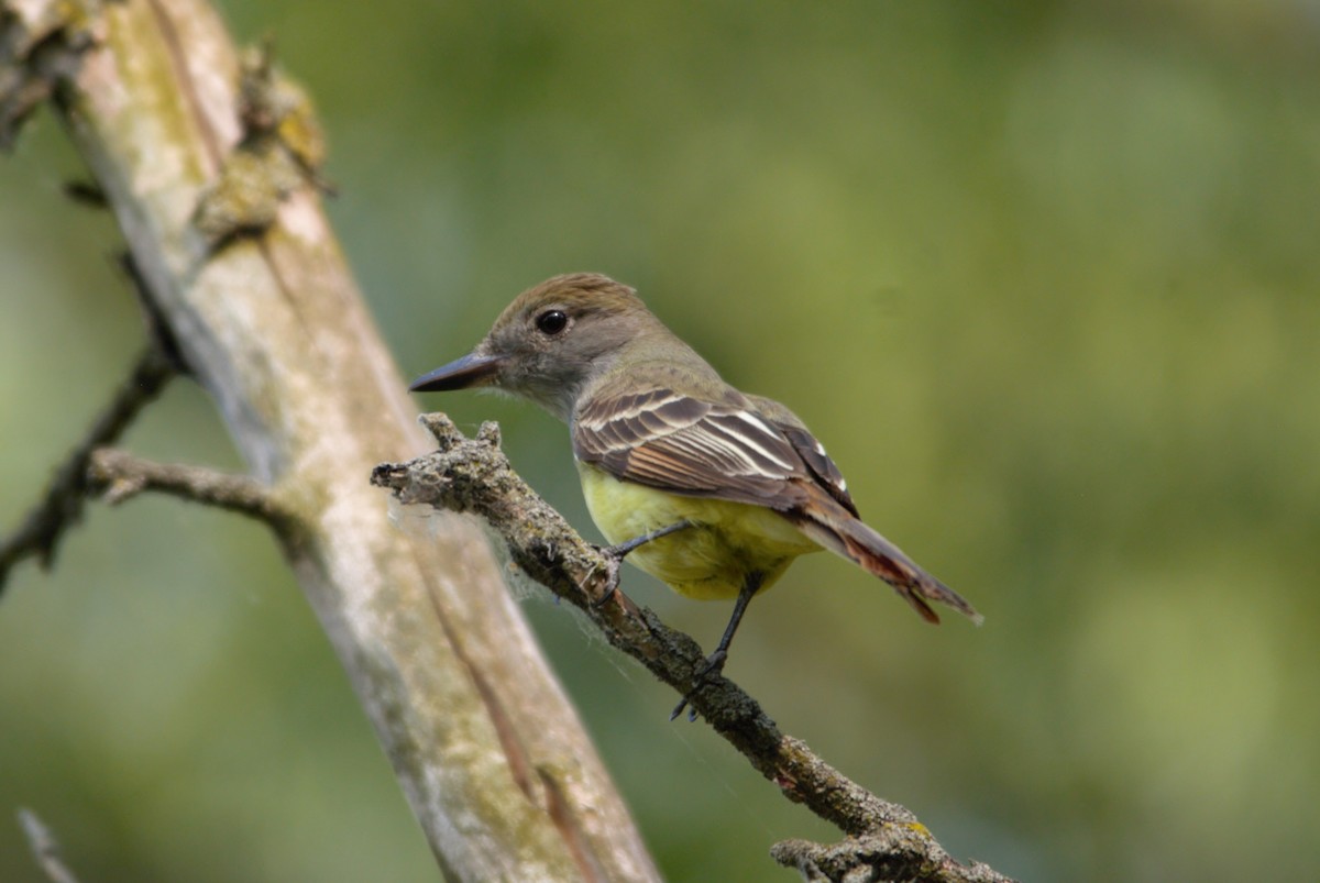 Great Crested Flycatcher - ML601742181