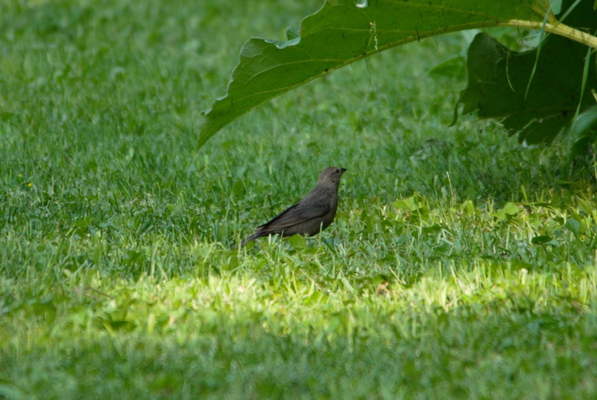 Brown-headed Cowbird - ML601742201