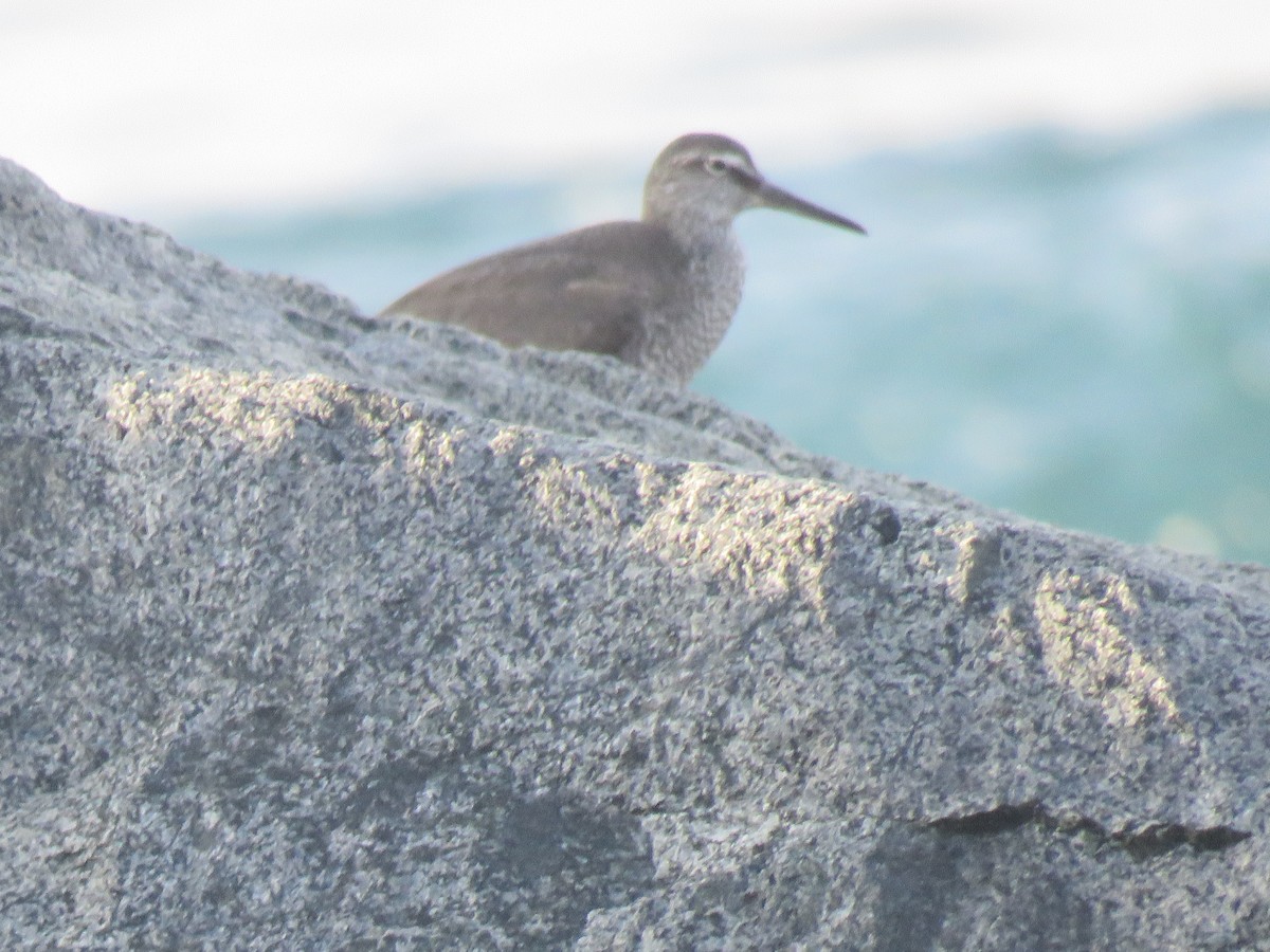 Wandering Tattler - ML601745011