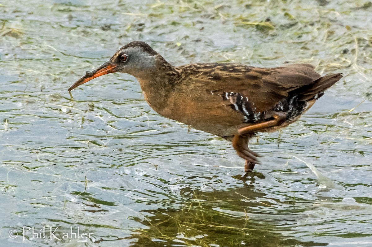 Virginia Rail - Phil Kahler