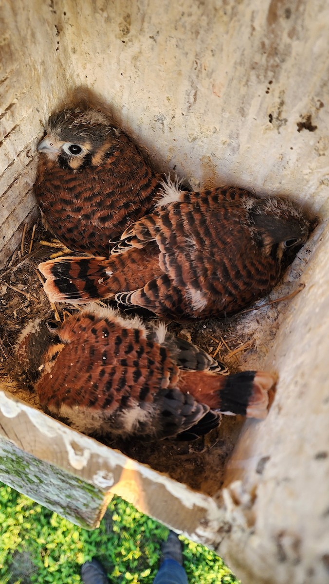 American Kestrel - ML601745721