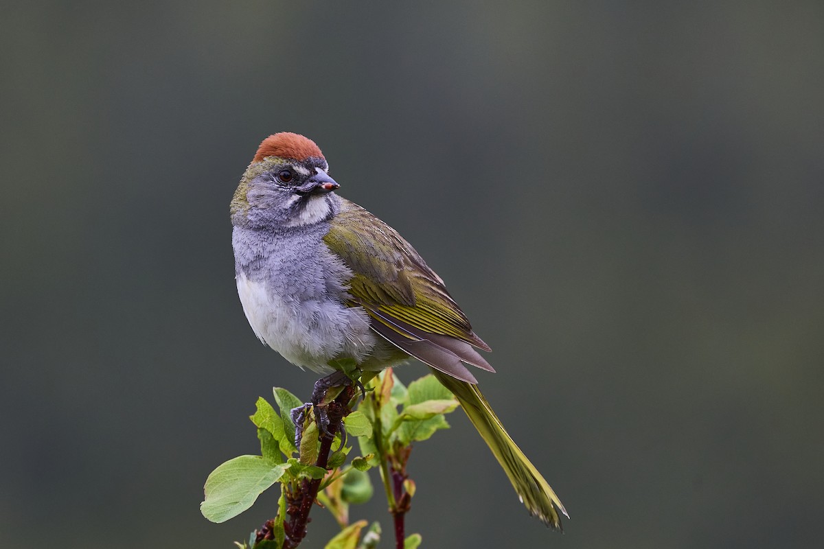 Green-tailed Towhee - Mark Stackhouse