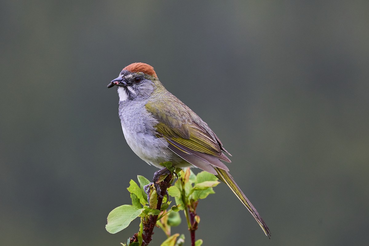 Green-tailed Towhee - ML601745901