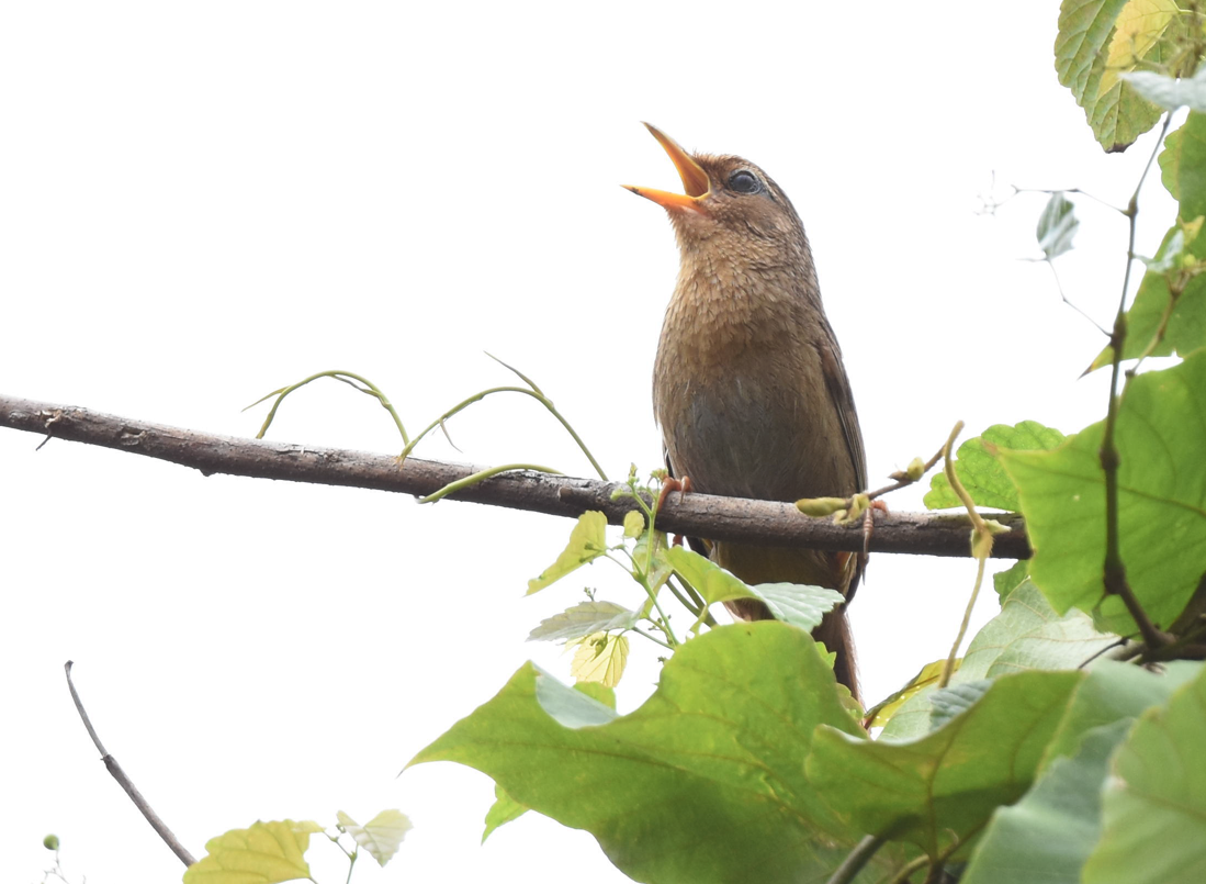 Taiwan Hwamei - ML601747711