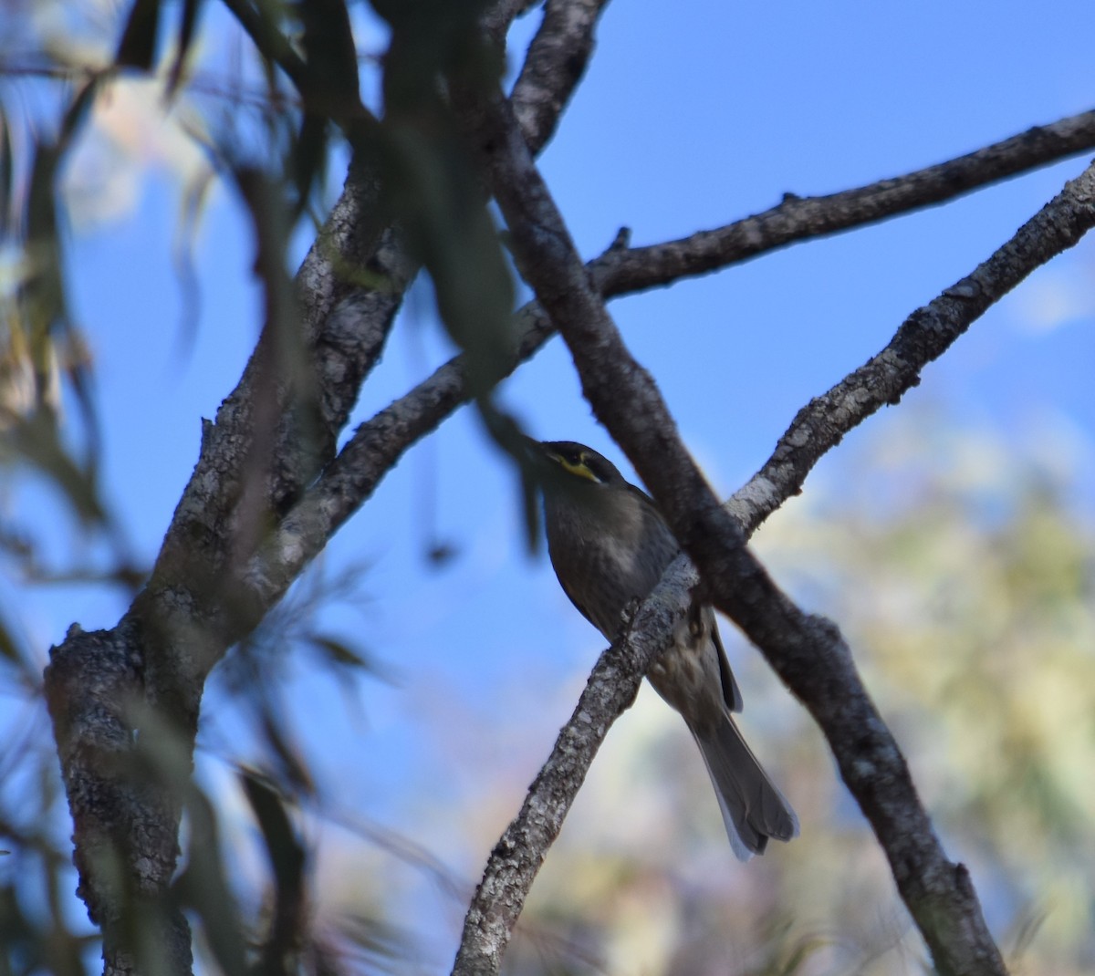 Yellow-faced Honeyeater - ML601749051