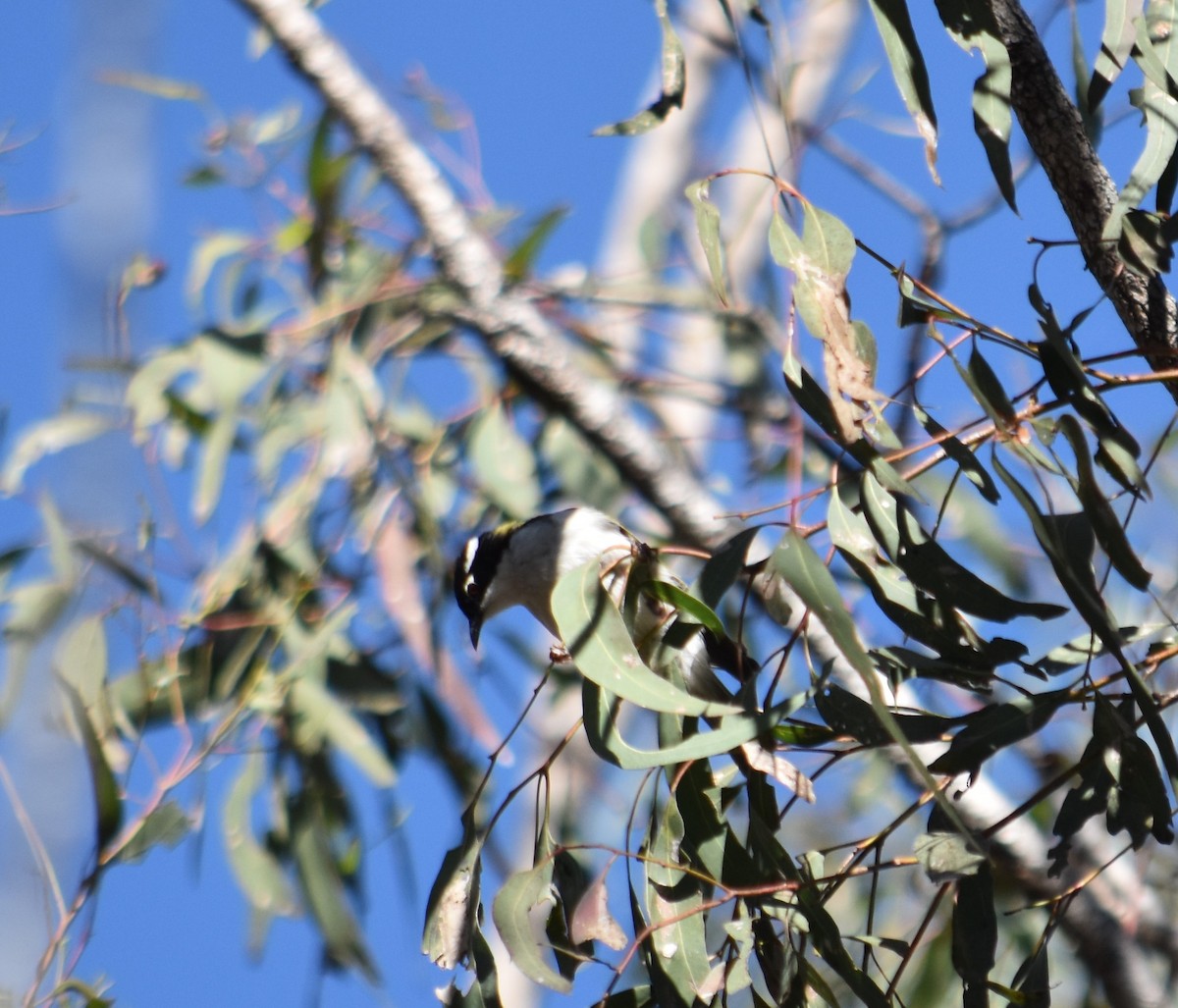 White-throated Honeyeater - ML601749161