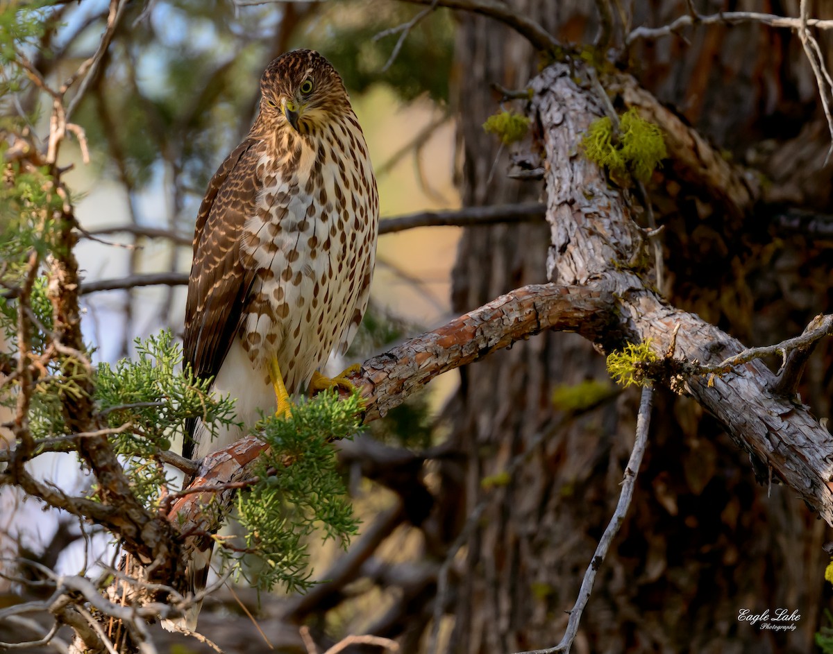 Cooper's Hawk - ML601749701