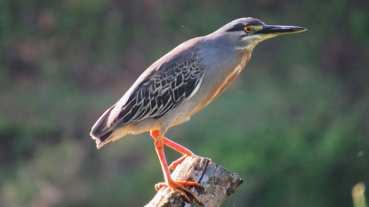 Striated Heron - ML601750241