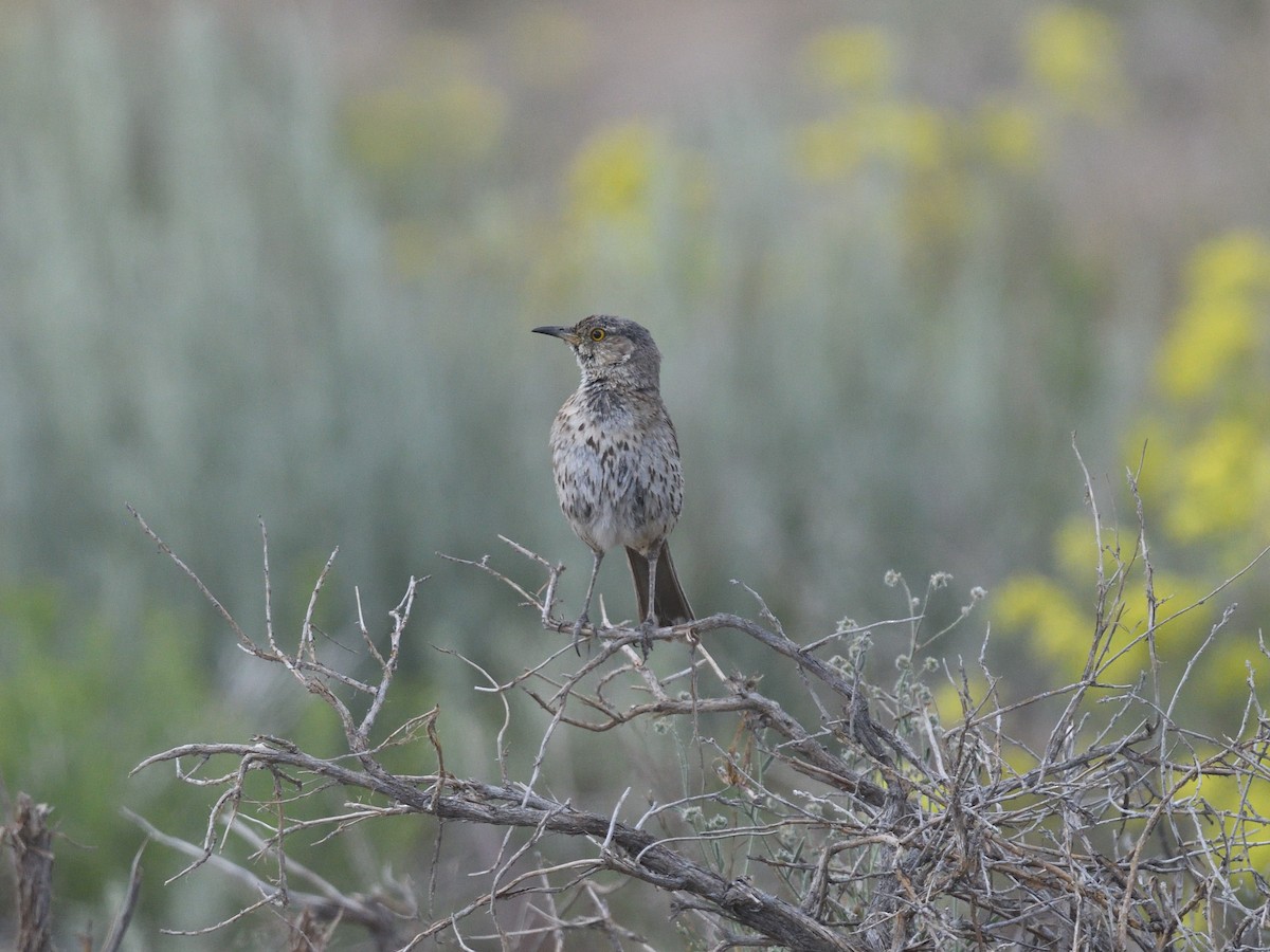 Sage Thrasher - ML601750291